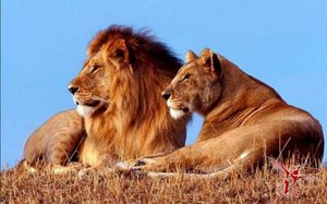Брак между львом и львицей