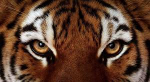 Описание мужчины-тигра: особенности характера, совместимость в любви и браке