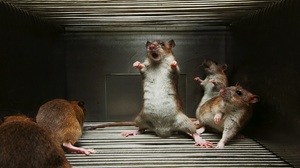 Как поможет заговор избавиться от крыс и мышей