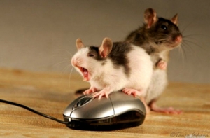 Как делать заговор против мышей